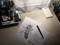 Včela medonosná - perokresba