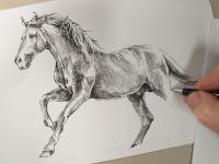 Kůň - perokresba