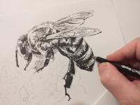 Včela - perokresba