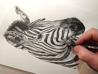 Zebra - perokresba