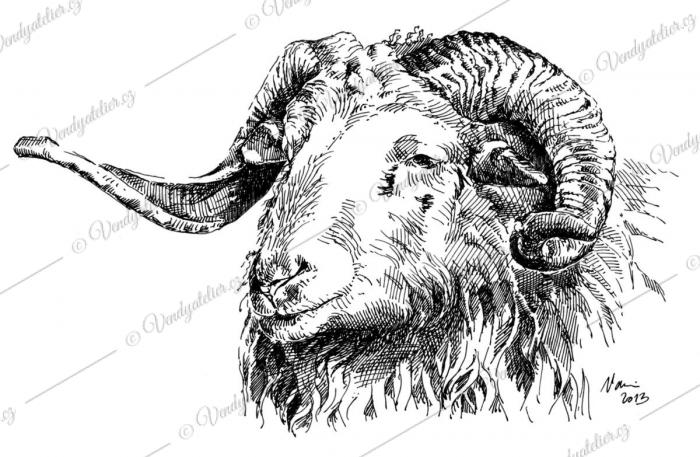 Beran, ovce
