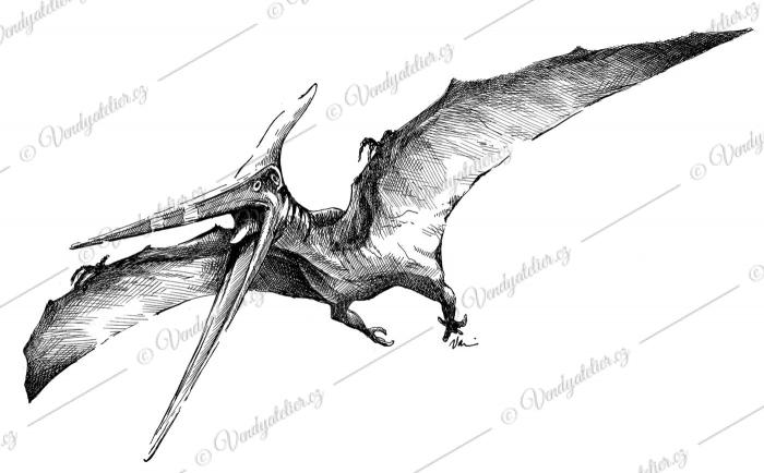 Pteranodon, ještěr, prevěk