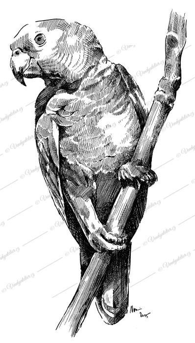 Papoušek šedý – žako