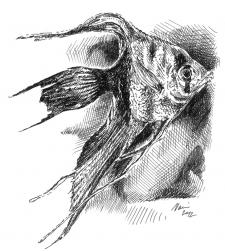 Skalár - perokresba, akvarijní ryba