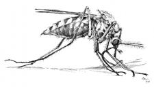 Komár pisklavý (Culex pipiens)