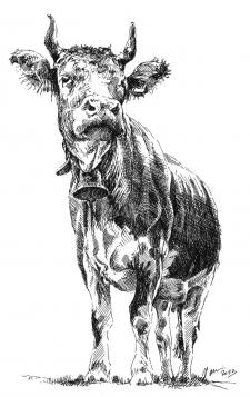 Kráva Jitka