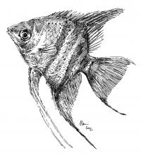 Skalár - perokresba, akvarijní ryba