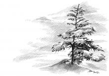 Zasněžený strom
