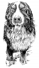 Bernský salašnický pes