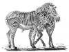 Zebra - perokresba