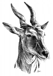 Antilopa losí